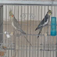 عروس هلندی|پرنده|سبزوار, مدرس|دیوار