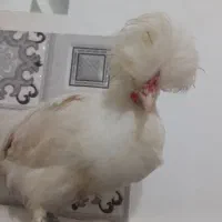 ۳۰عدد جوجه خروس