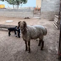 قوچ اصل