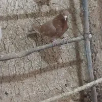 کبوتر‌اوچان