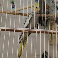 عروس هلندی نرو ماد