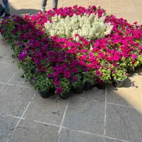 زمین کشاورزی در فولادمحله به متراژ ۱۷۰۰متر