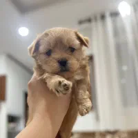 توله سگ مالپو (پودل و مالتیز عروسکی )