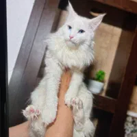 گربه مینکون