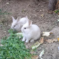 بچه خرگوش لوپ اصل