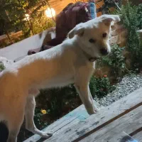 در محدوده کردان به سمت برغان گمشده|حیوانات|کوهسار (البرز), |دیوار