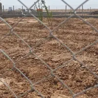 فروش ویژه زمین باغ اقساط۳۰ماهه سندتکبرگ شاهین شهر|فروش زمین و ملک کلنگی|اصفهان, دشتستان|دیوار