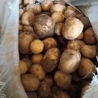 سیب زمینی چیلی تازه۲۰۰الا۳۰۰کیلو