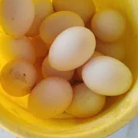 تخم مرغ خوراکی