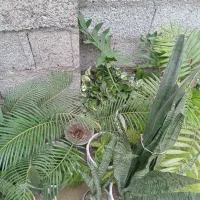 انواع گل|گل و گیاه طبیعی|رشت, بیجارپس|دیوار