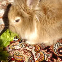 خرگوش مینی لوپ|موش و خرگوش|تهران, جوادیه تهرانپارس|دیوار