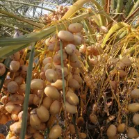 جنگ خرما هلیله ای و ربی