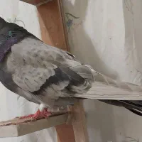 فروش یک جفت کبوتر|پرنده|تهران, سردارجنگل|دیوار