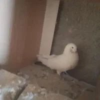 کبوتر خوب و سرحال|پرنده|بافت, |دیوار