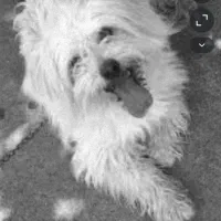 سگ پیدا شده (عکس مشابه سگه و خود سگ نیس)