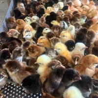 جوجه گلپایگانی یکروزه