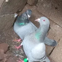 دوعدد کفتر نر دونه ای 200تومن|پرنده|ماسال, |دیوار