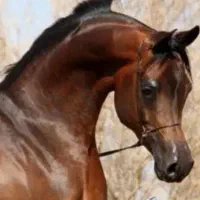 کره اسب نریان عرب دوسر مصری