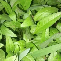 کارشناسی باغداری