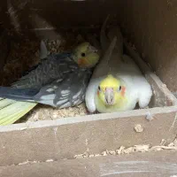 طوطی|پرنده|مشهد, ابوذر|دیوار