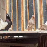 کبوتر‌پرنده