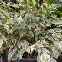 نخل ماداگاسکار موجوده|گل مصنوعی|اسفراین, |دیوار