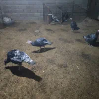 به علت تغییر شغل|حیوانات مزرعه|ورامین, ورامین|دیوار