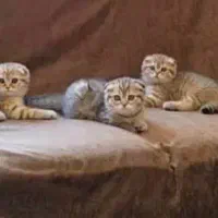 گربه|گربه|کرمانشاه, |دیوار