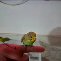 مرغ عشق دستی