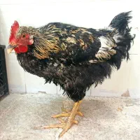 خروس 9 ماهه سرحال رنگ مشکی طلایی