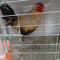 خروس گلین