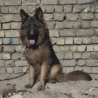 ژرمن شولاین اصل