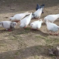 کبوتر مسافتی هومر|پرنده|آستانه اشرفیه, |دیوار