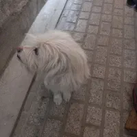 سگ پیدا شده|حیوانات|مشهد, کوثر|دیوار