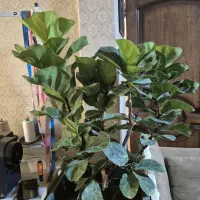 گل بابا آدم و لیراتا|گل و گیاه طبیعی|تهران, والفجر (افسریه)|دیوار