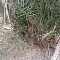 پاجوش سعمران|گل و گیاه طبیعی|اهواز, اسماعیلیه|دیوار