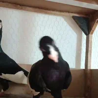 قره سوری وارداتی|پرنده|اصفهان, ارغوانیه|دیوار