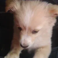 حیوانات سگ پامر