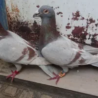 کبوتر پرنده کفتر