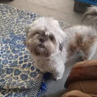 واگذاری مکس  شیتزو نر ۵ ساله