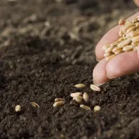 گندم فرانسوی باسیلیو