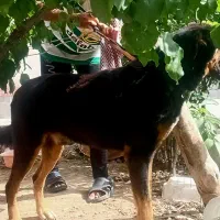 حیوان نگهبان