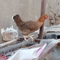مرغ محلی|حیوانات مزرعه|خاش, |دیوار