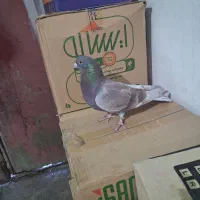 کبوتر نر مست