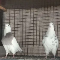 کبوتر طوقی|پرنده|تهران, قزل قلعه|دیوار