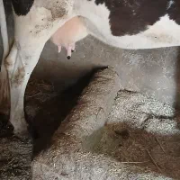 حمدیه|حیوانات مزرعه|حمیدیه, |دیوار