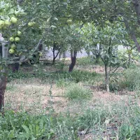۳۶۶متر زمین+سندتکبرگ+برق+آب+گاز دماوند جابان|فروش زمین و ملک کلنگی|دماوند, دماوند|دیوار