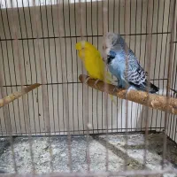 فروش مرغ عشق انگلیسی