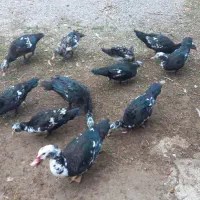 اردک|حیوانات مزرعه|طاهرگوراب, |دیوار