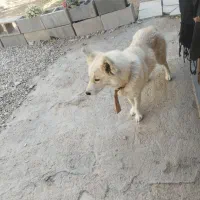 سگ روباهی ماده باهوش|سگ|شاهرود, |دیوار